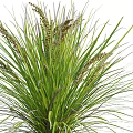 Garden Ornaments Showcasing Different Ornamental Grasses With Green Foliage For Garden Decoration