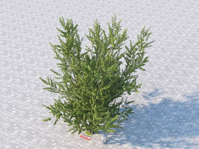 Lush Green Arbor With Vibrant Foliage Growing On Gray Paved Surface 3d model