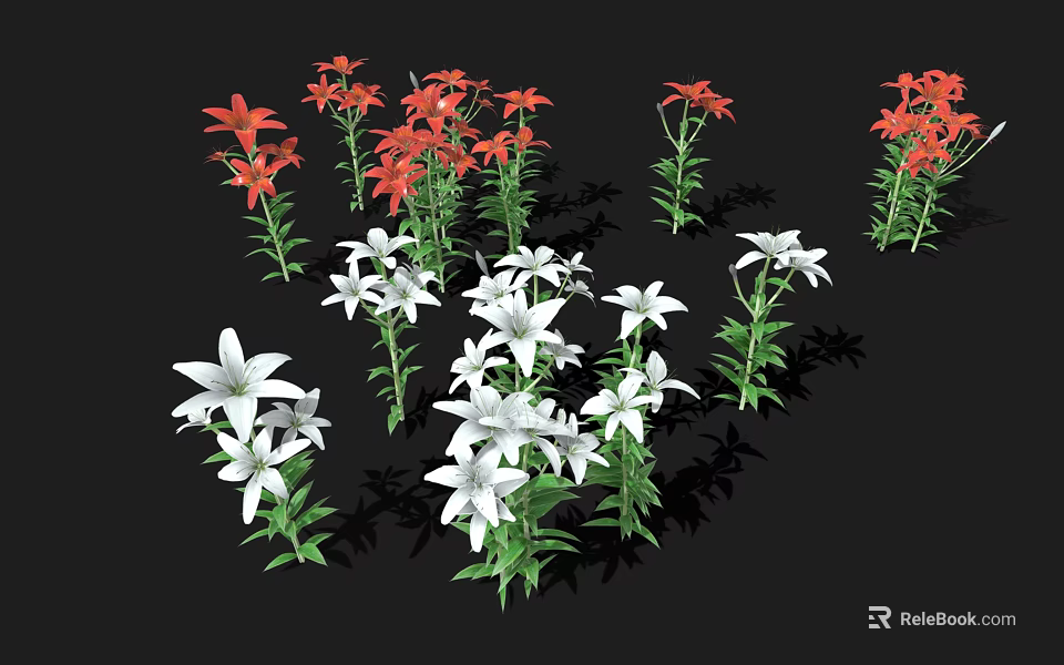 Beautiful Red and White Lilies with Green Stems and Leaves on Black Background 3d model 