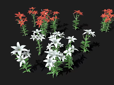 Beautiful Red and White Lilies with Green Stems and Leaves on Black Background 3d model