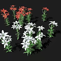 Beautiful Red and White Lilies with Green Stems and Leaves on Black Background