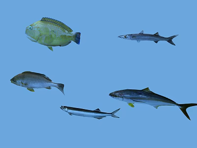 Various Aquatic Fish Species Swimming In Clear Blue Water Environment 3d model