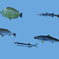 Various Aquatic Fish Species Swimming In Clear Blue Water Environment