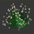 Elegant Vibrant Flowering Plant With Lush Green Leaves And Delicate Pink Flowers