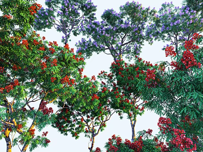 Tall Arbor Trees With Colorful Red Purple Blooms And Lush Green Leaves In Garden 3d model