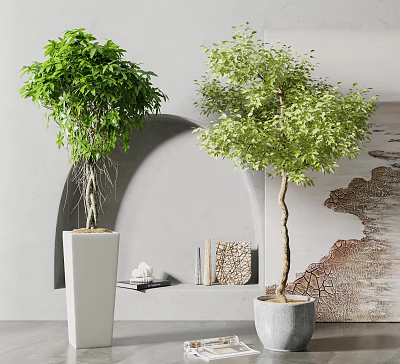Bonsai Potted Plants With Lush Green Leaves Curved Trunk Exposed Roots In Modern Arch Interior 3d model