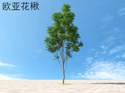 Eurasian Mountain Ash Tall Green Leafy Arbor Against Blue Sky With White Clouds On Paved Ground 3d model