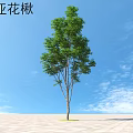 Eurasian Mountain Ash Tall Green Leafy Arbor Against Blue Sky With White Clouds On Paved Ground