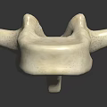 Detailed Anatomical Vertebra Model Showing White Bone Structure On Dark Background