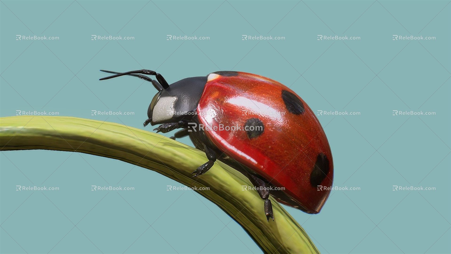 Modern Coccinella septempunctata 3d model