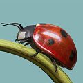 Modern Coccinella septempunctata 3d model