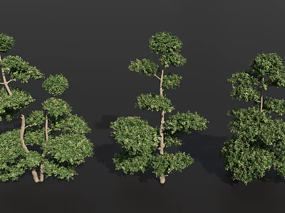 Multiple Arbor Trees Showcasing Various Forms With Lush Green Foliage And Different Crown Shapes 3d model