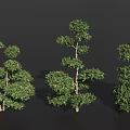 Multiple Arbor Trees Showcasing Various Forms With Lush Green Foliage And Different Crown Shapes 3d model