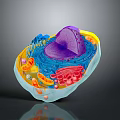 3D Rendered Eukaryotic Cell Structure With Organelles Nucleus And Mitochondria
