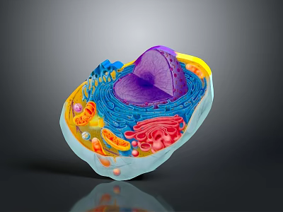 3D Rendered Eukaryotic Cell Structure With Organelles Nucleus And Mitochondria 3d model
