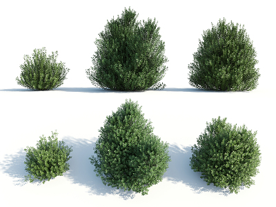 Modern shrubs model