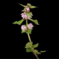 Pink Flowering Plant With Green Leaves Isolated On Black Background