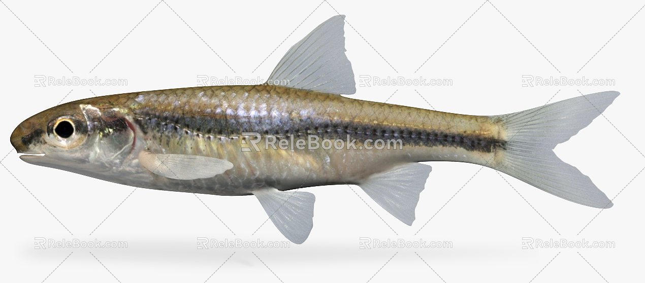 Modern Fish Wheat Spike Fish Small Fish River Fish Wild Fish 3d model