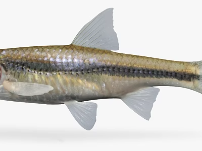 Freshwater Fish With Silver And Gold Coloration Striped Body Transparent Fins 3d model