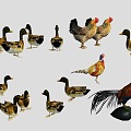 Home Farming Animal Poultry Animal Animal Bird Set Rooster Hen Duck Bird 3d model