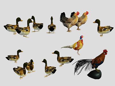 Various Flying Animals Collection Including Ducks Chickens and a Pheasant on 3d model Various Flying Animals Collection Including Ducks Chickens and a Pheasant on 3d model
