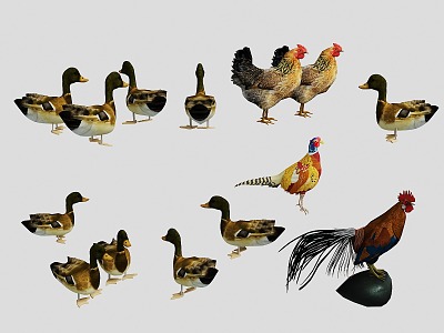 Home Farming Animal Poultry Animal Bird Set Rooster Hen Duck Bird 3d model