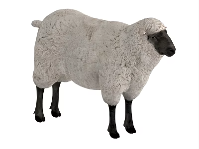 White Sheep With Fluffy Wool And Black Legs Standing Isolated On White Background 3d model