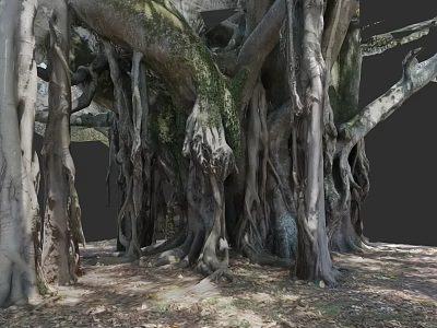 Large Arbor Featuring Thick Trunks Massive Roots And Moss Covered Surfaces 3d model