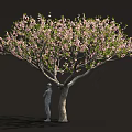 Lush Blooming Tree with Abundant Pink Blossoms and Person Standing Beside