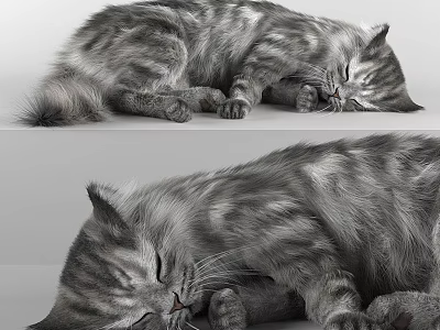 Gray Striped Cat Sleeping Peacefully Shown In Two Comfortable Positions 3d model