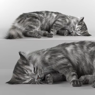 Gray Striped Cat Sleeping Peacefully Shown In Two Comfortable Positions 3d model