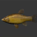 Golden Fish Isolated On Gray Background With Glossy Body And Distinct Fins