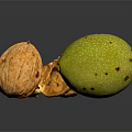 Fresh Walnuts Featuring Whole Green Brown Cracked Shell And Kernel On