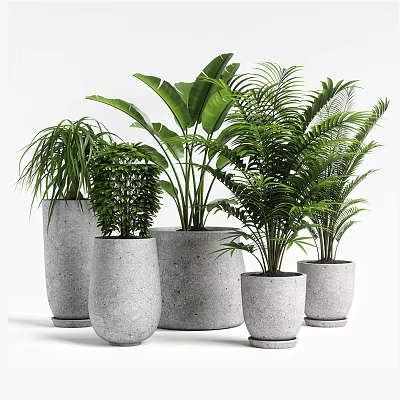 Assorted Green Potted Plants in Different Size Concrete Pots for Indoor Decor 3d model