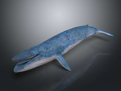 Blue Whale 3D Model With Spotted Blue Skin And Open Mouth On Gray Background 3d model
