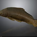 Whole Brown Fish With Shiny Scales On Dark Reflective Surface Displayed 3d model