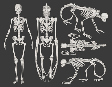 modern skeleton human orangutan ape skeleton 3d model