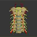 3D Rendered Spinal Column Structure Showing Vertebrae Discs And Nerves