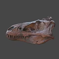 Detailed Dinosaur Skull Fossil With Anatomical Features And Prehistoric Structure