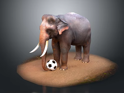 Large Elephant Playing With Black and White Soccer Ball on Sandy Ground Surface 3d model