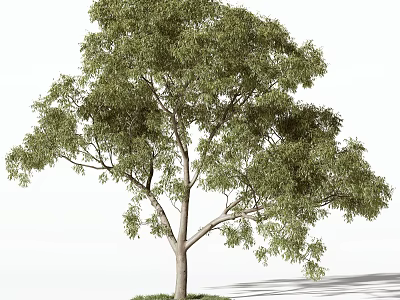 Tall Green Arbor With Lush Foliage Strong Trunk And Natural Shadow 3d model