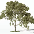 Tall Green Arbor With Lush Foliage Strong Trunk And Natural Shadow