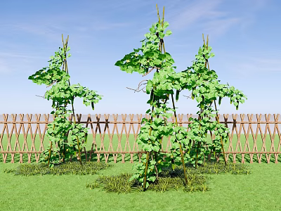 Vine Crops Growing On Stakes With Bamboo Fence Green Grass And Blue Sky 3d model
