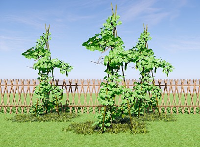 Crops Cucumber Climbing Vine Plant Country Crops Country Vegetable Garden Vegetable Picking Garden Cucumber Luffa Vine 3d model