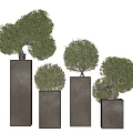 Bonsai Potted Plants In Square Pots With Various Heights And Trimmed Greenery