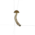 Fresh Edible Mushroom Vegetable With Brown Cap And White Stem On Black Background
