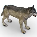 Realistic 3D Wolf Model With Gray And White Fur In Standing Posture On White Background