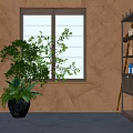 Beautiful Bonsai Plant with Green White Leaves by Window in Bright Room