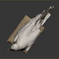 Detailed Preserved Seagull Taxidermy Standing On Base With Small Pebbles