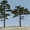 Tall Pine Trees Growing on Stone Pavement With Grass Patch Under Blue Sky 3d model